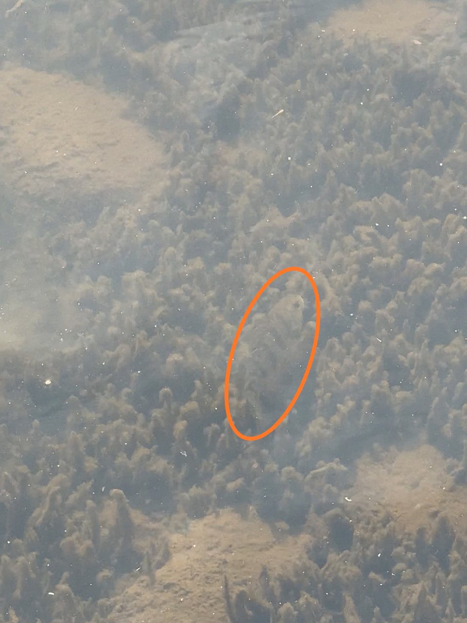 レイモンド湖の水草の間のイエローパーチを丸で囲んだ写真