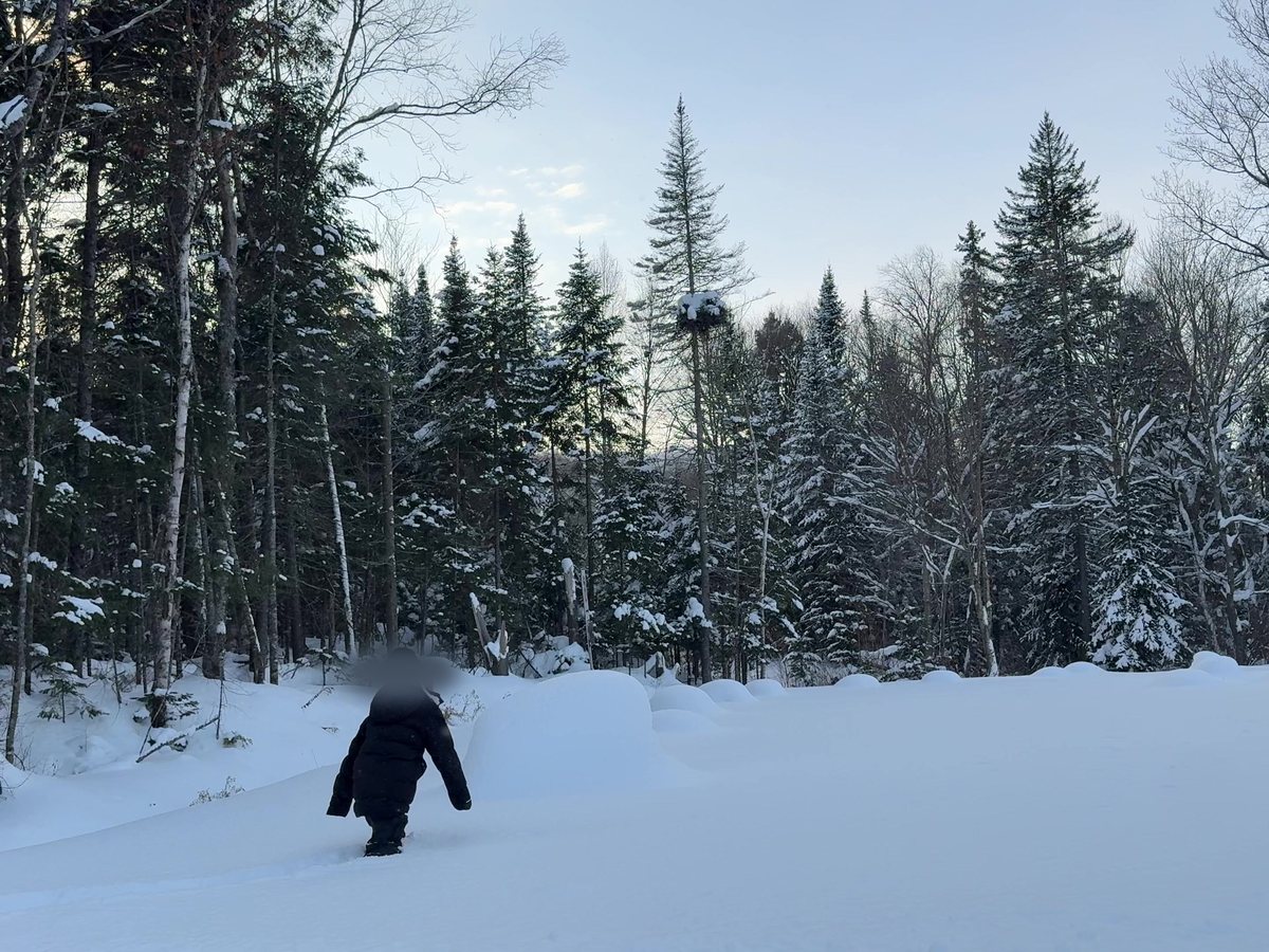 Uma trilha na floresta com neve até a coxa