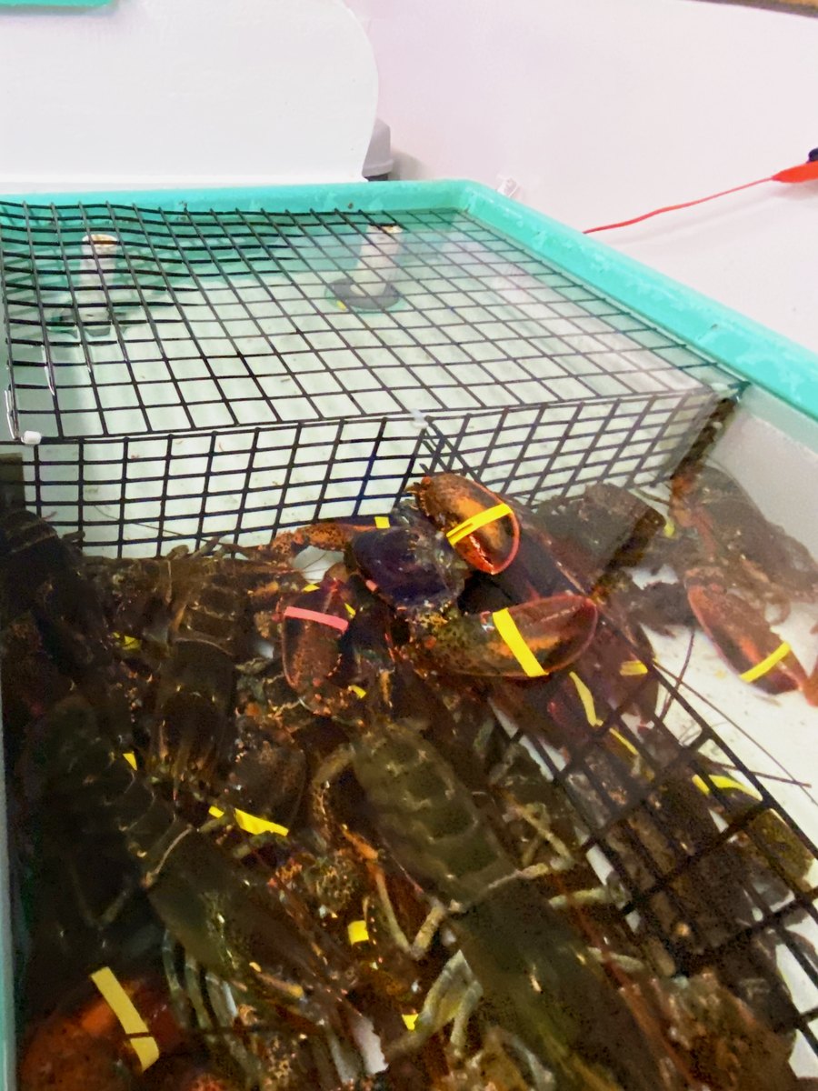 Homards dans le vivier du restaurant