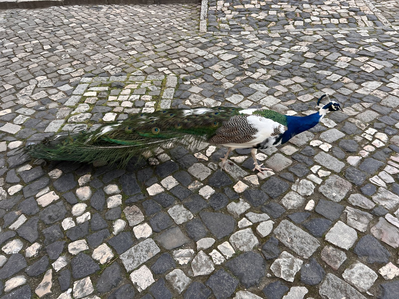 Pavão andando pelo chão de pedra