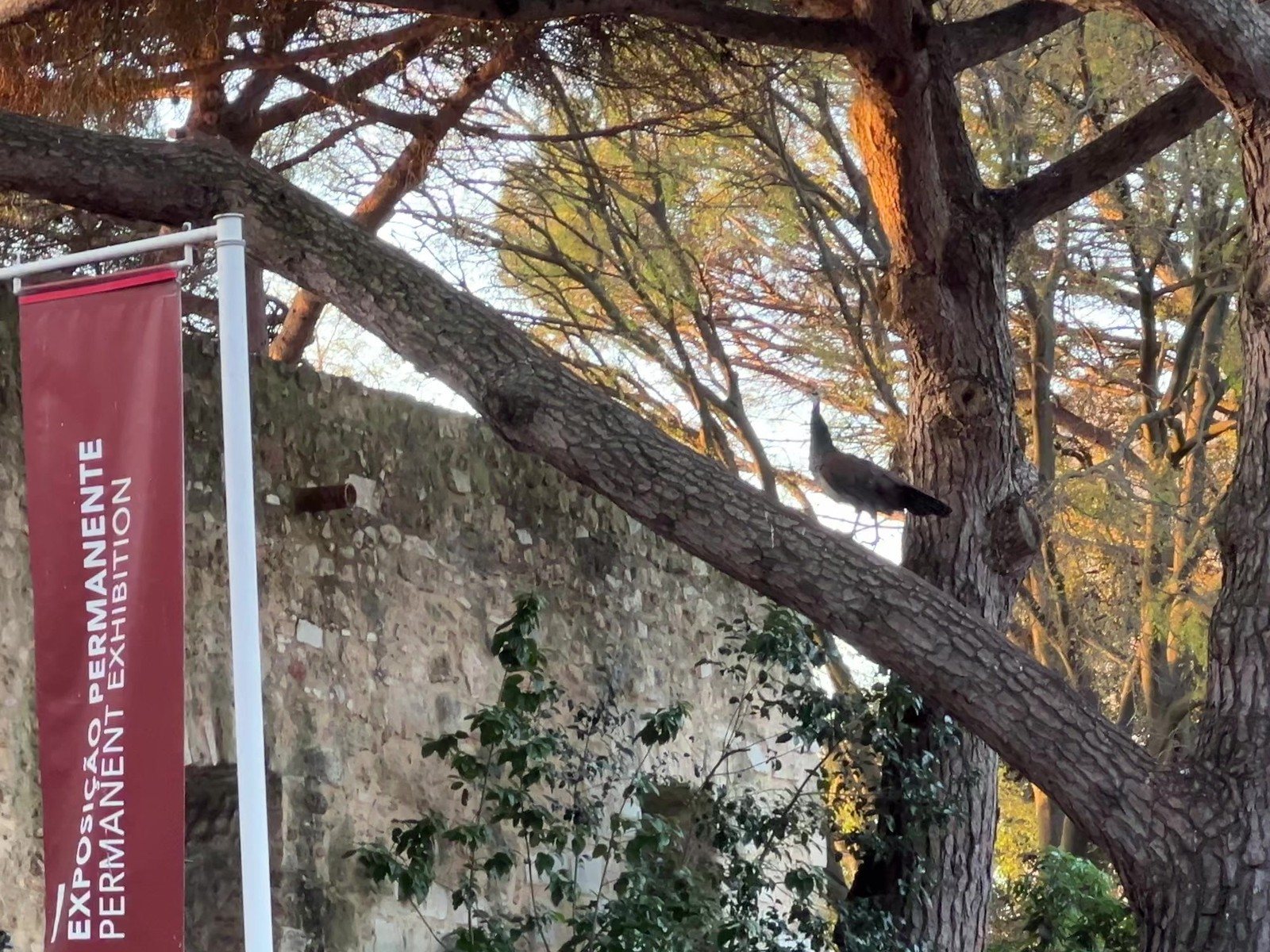 Pavão empoleirado num galho de pinheiro
