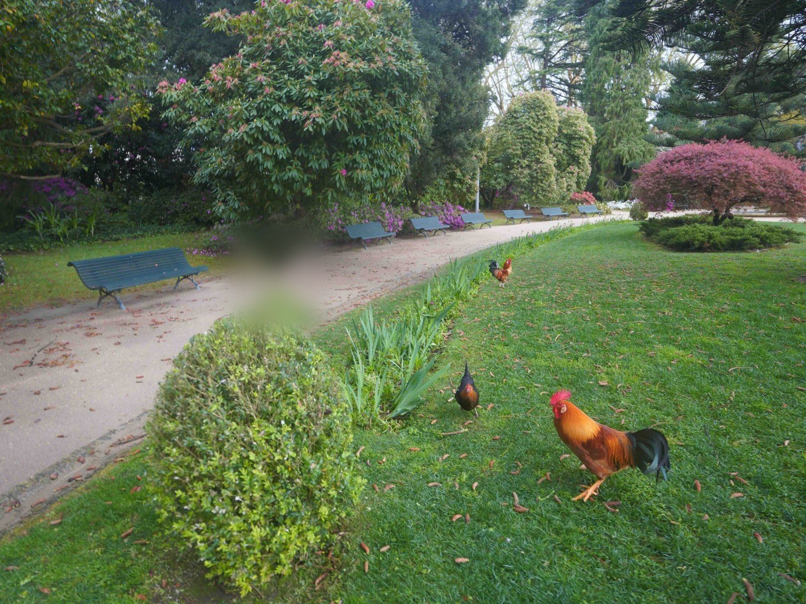 Une poule dans les jardins du Palais de cristal