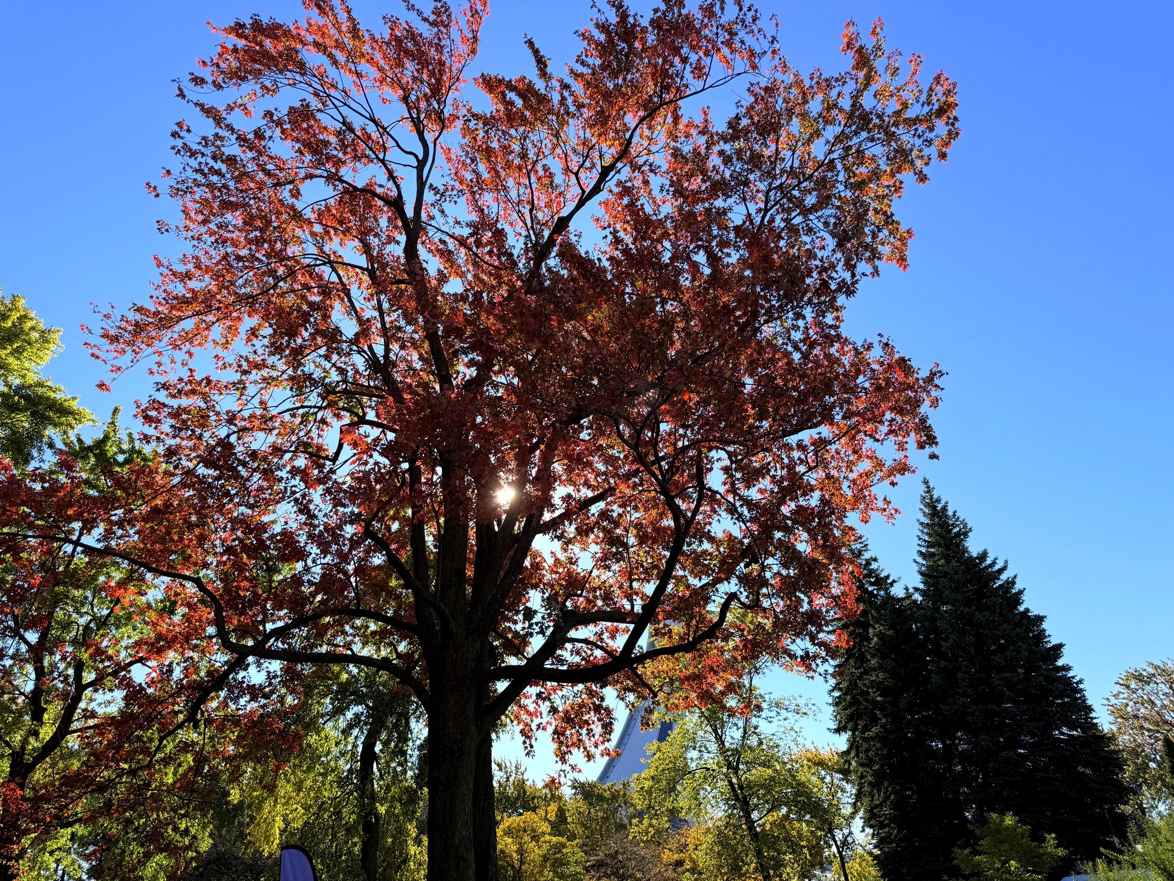 Un érable rougi par l’automne
