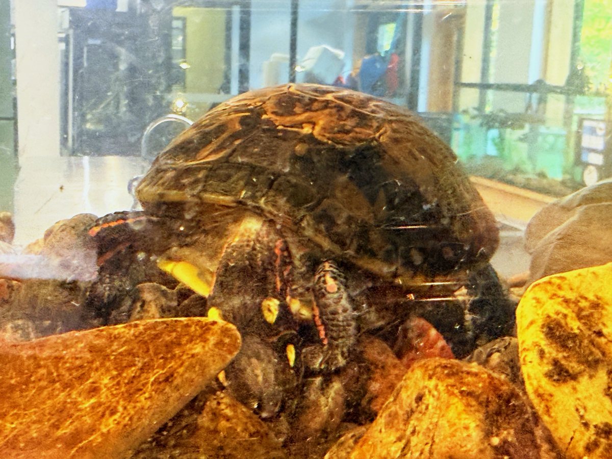 探検センターの水槽にいたカメ