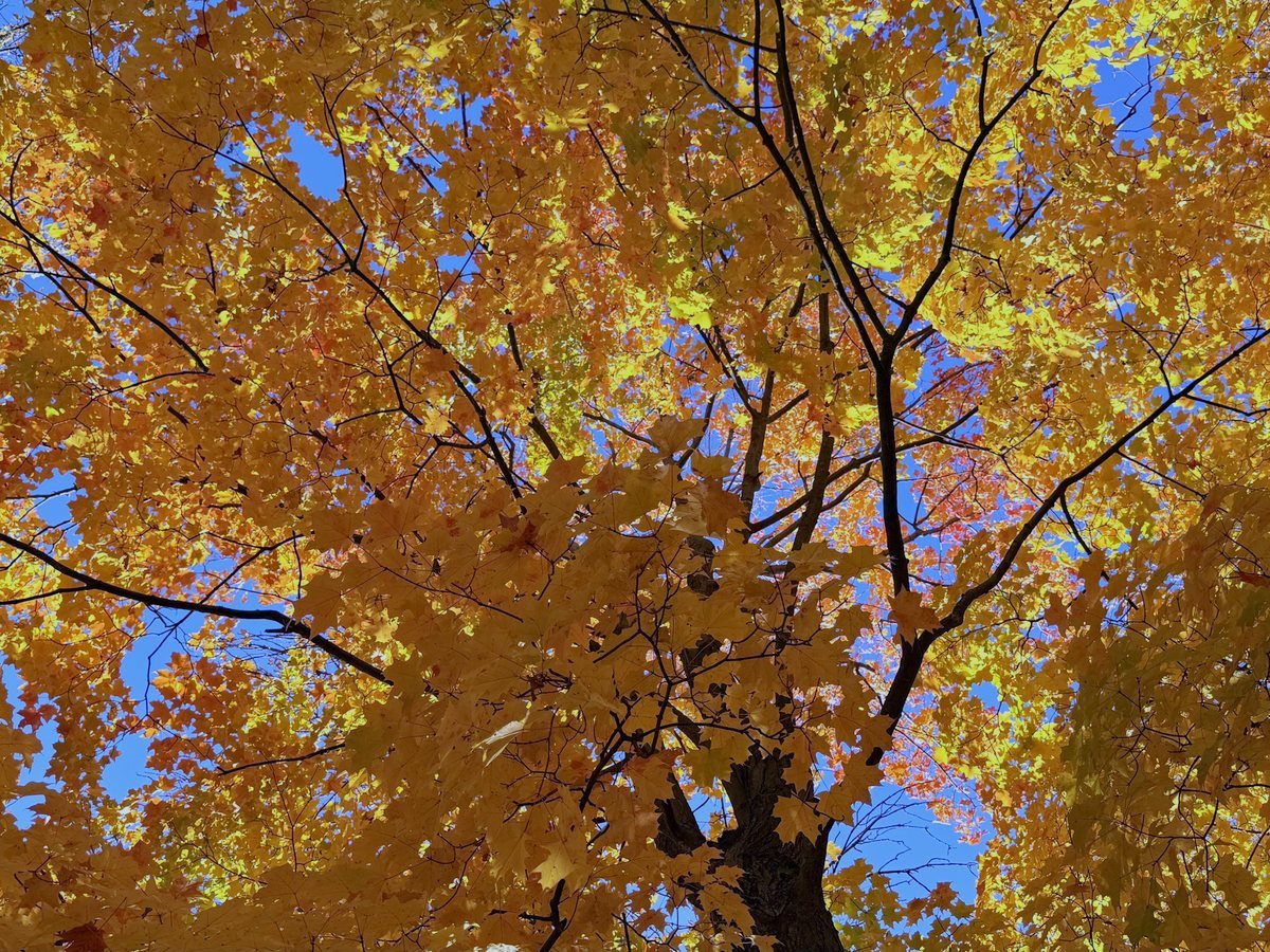 見上げると、黄色の紅葉